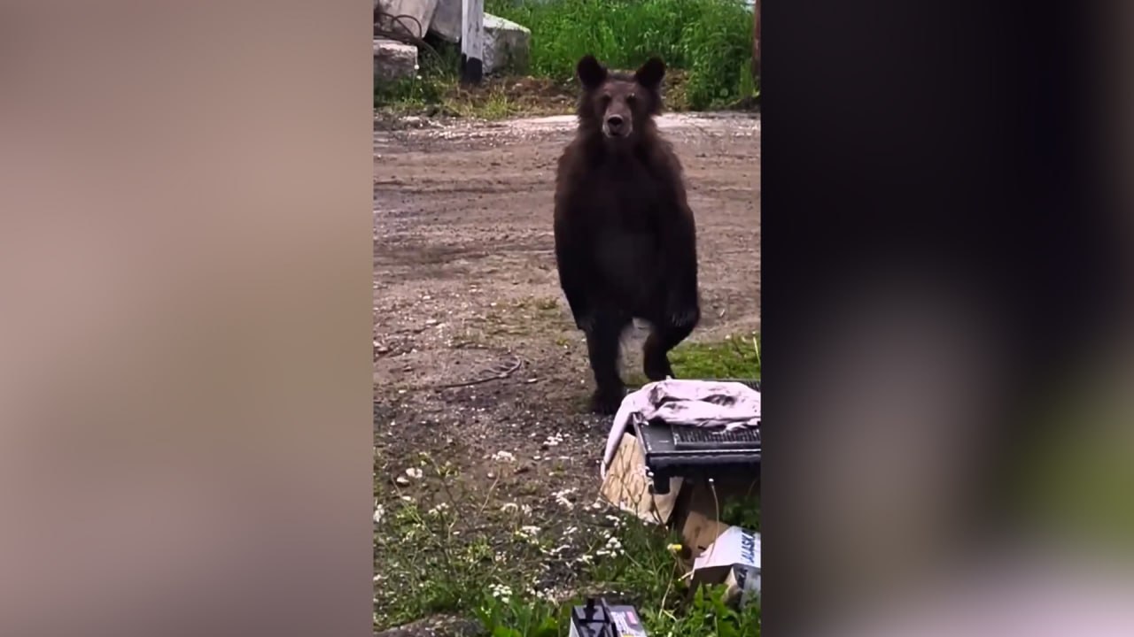 Привет, медвед! Косолапого вновь заметили у жилых домов под Иркутском