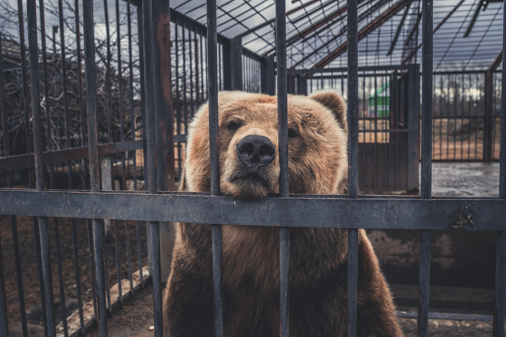 Жители Приморья требуют спасти медведицу, которую держат в клетке, ужасно кормят и травят собаками
