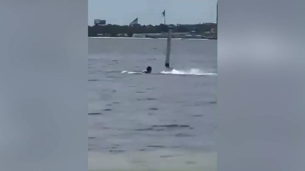 Белая акула напала на военного ВМС США во Флориде