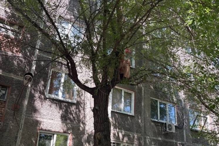 В Красноярске спасатели сняли с дерева мужчину в одних трусах