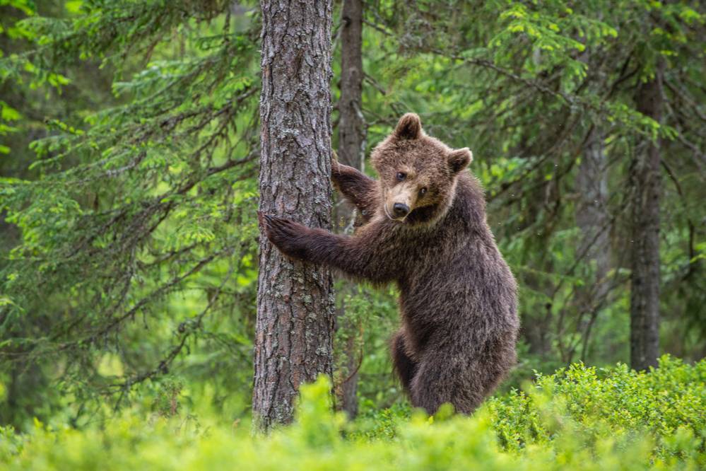 В Петропавловске-Камчатском ввели режим повышенной готовности из-за медведей
