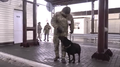 Украинские пограничники научили пса отзываться на призыв "Слава Украине!" — видео