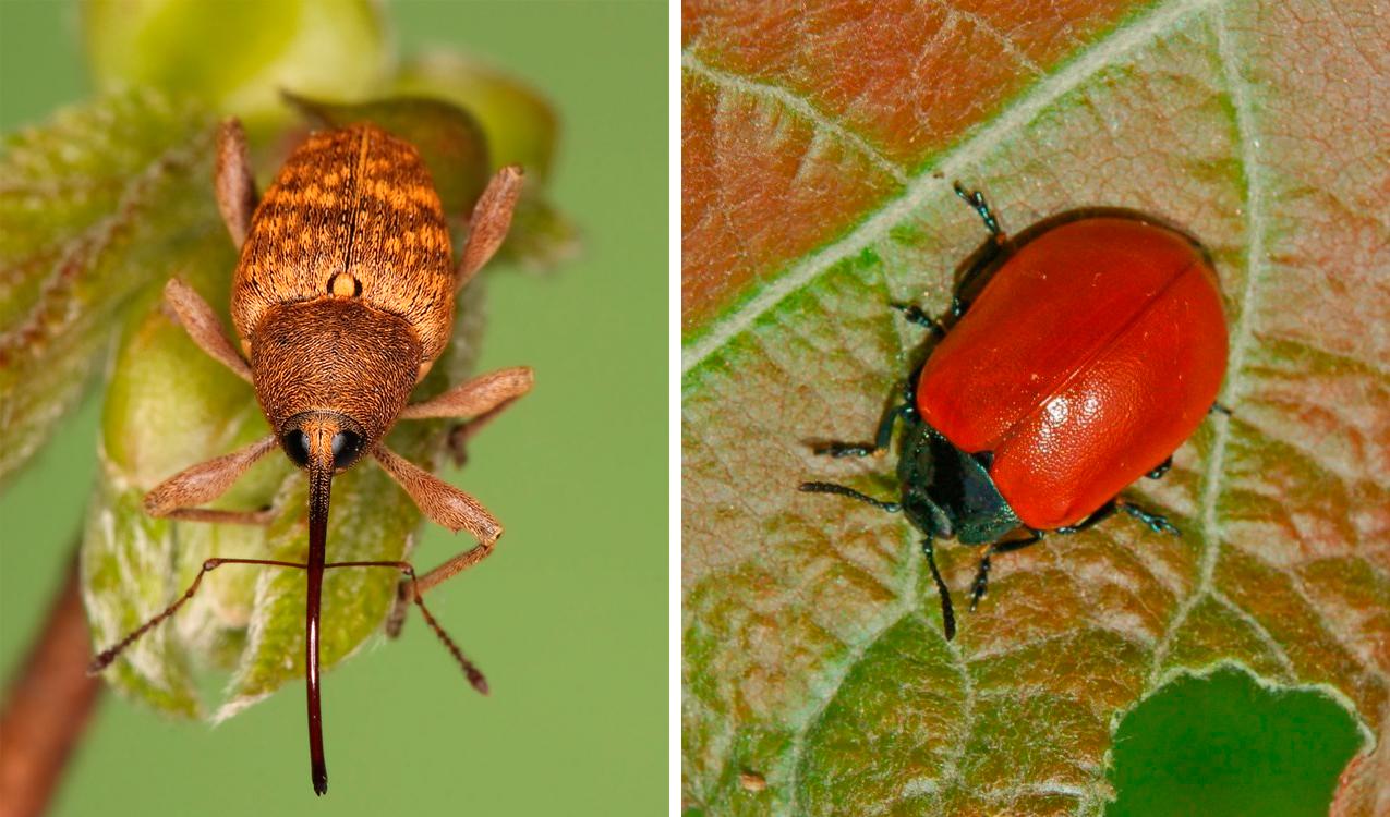Curculionidae (долгоносики) и Chrysomelidae (листоеды). Фото © Wikipedia