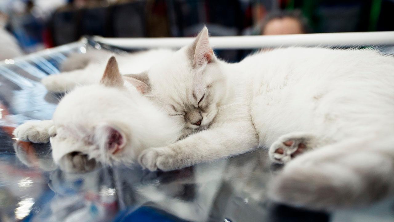 Спб выставка кошек