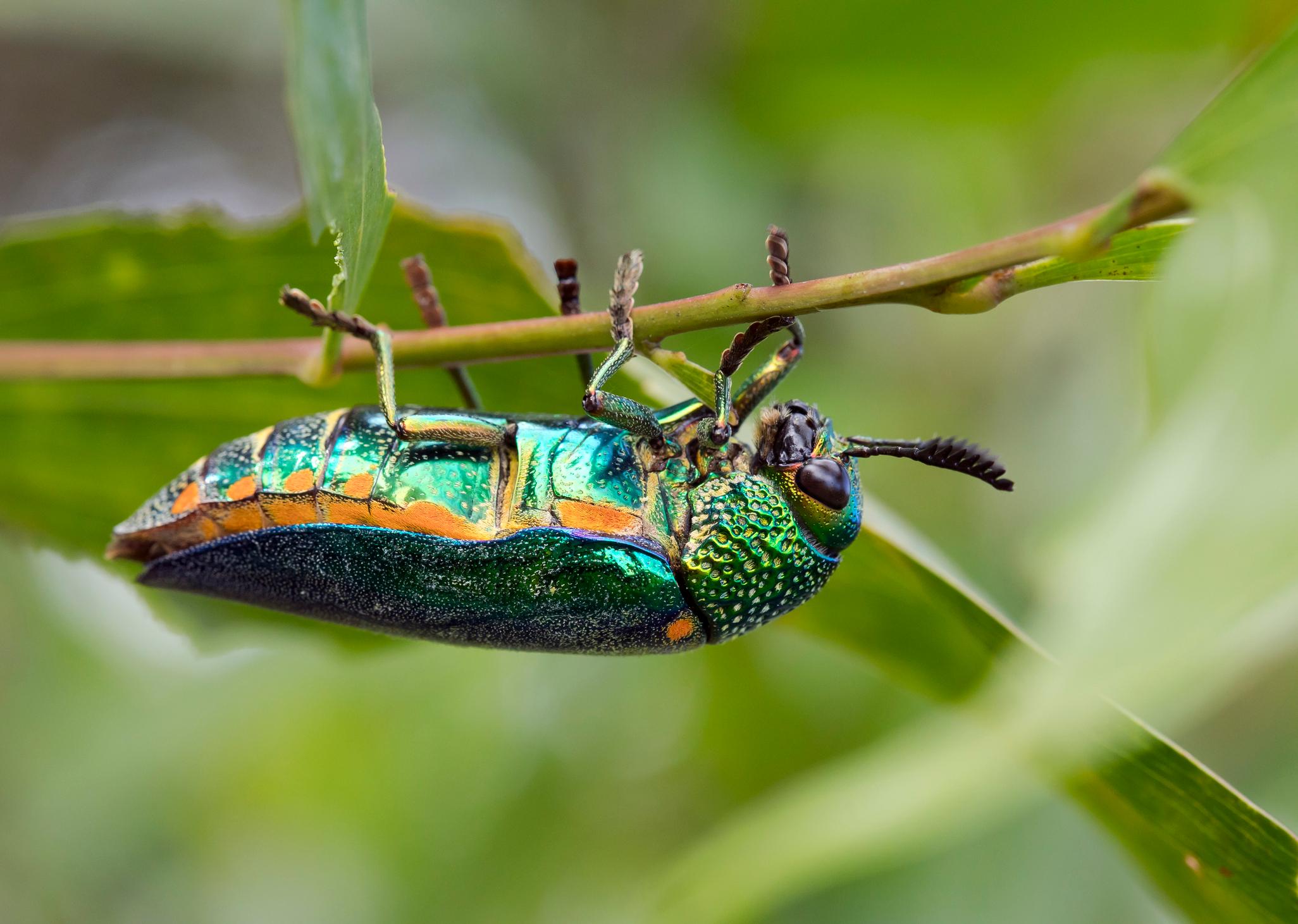 Buprestidae (златки). Фото © Getty Images