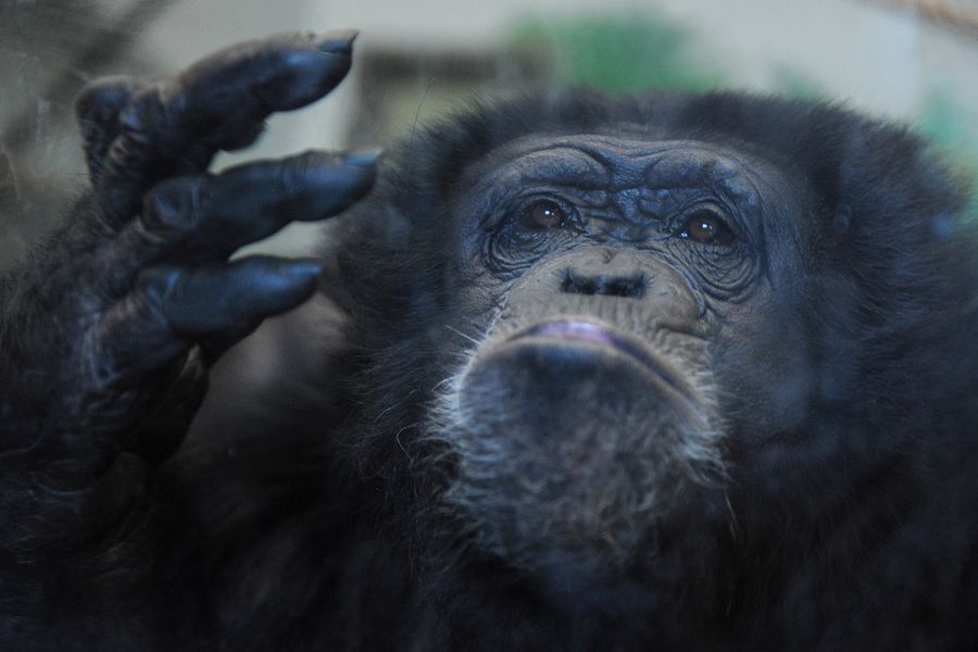 Шимпанзе в Екатеринбургском зоопарке. Фото © ТАСС / Донат Сорокин