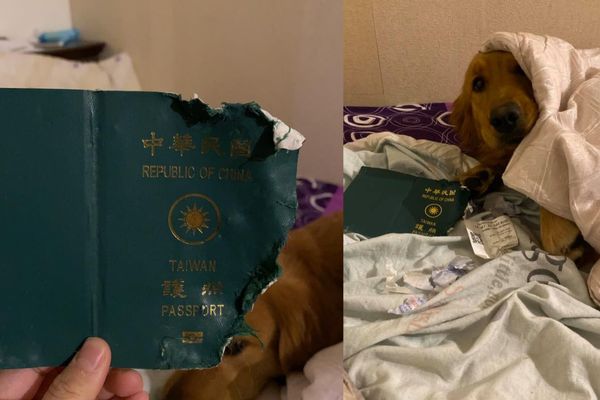Собака разгрызла паспорт и спасла жизнь ничего не подозревающей хозяйке, которая хотела полететь к семье в Китай