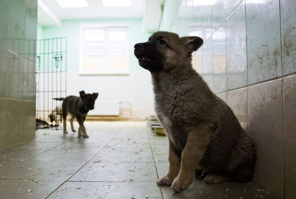 Собачье сердце: волонтёры просят допустить их в приюты для спасения собак
