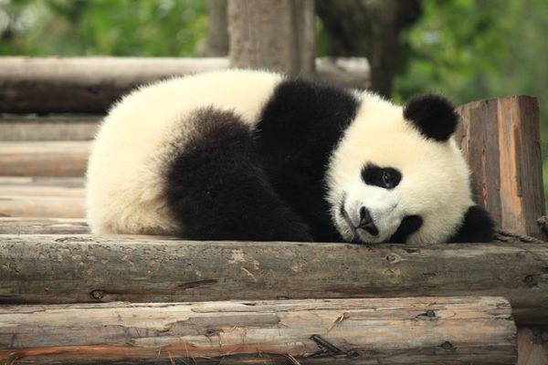 В Китае детёныш большой панды погиб из-за несчастного случая во время игры