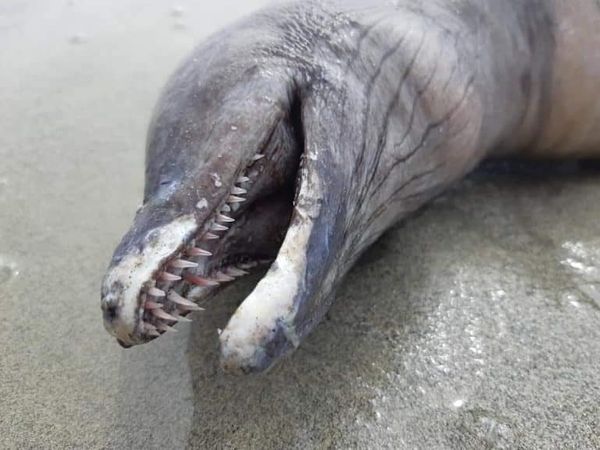 На пляже в Мексике нашли существо без глаз и со змеиным хвостом, и даже опытные рыбаки не смогли его опознать