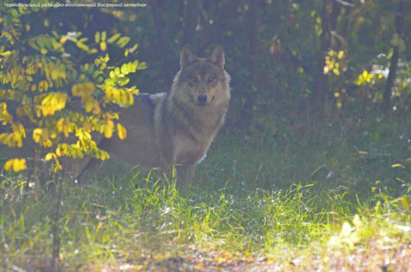 Чернобыльские волки осмелели без людей и вышли на охоту днём