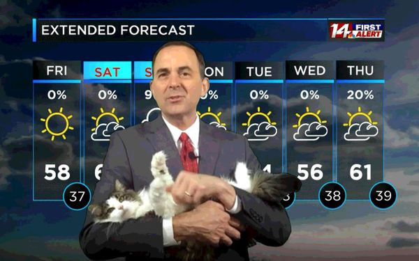 Ведущий прогноза погоды вынужден работать из дома, где каждый прямой эфир прерывает его кот