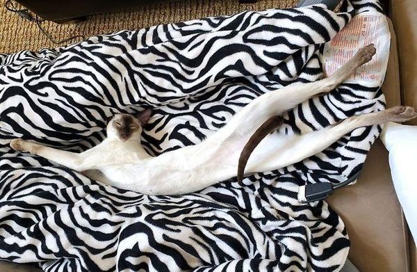 Нет предела совершенству... Подумаете вы, посмотрев на этих необычайно длинных котиков: 15 фото от Reddit