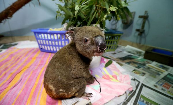 Истории, от которых разрывается сердце. Весь мир оплакивает австралийских коал