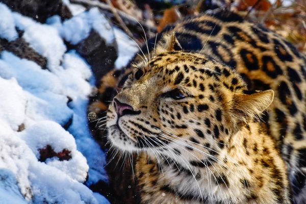 В Приморье собака загнала на дерево краснокнижного леопарда — видео