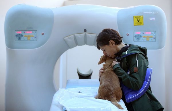 Ветеринары рассказали, какие домашние животные чаще болеют раком