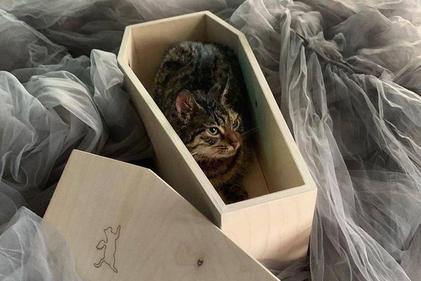 "Думаем не только о людях". В Москве появились в продаже гробы для кошек