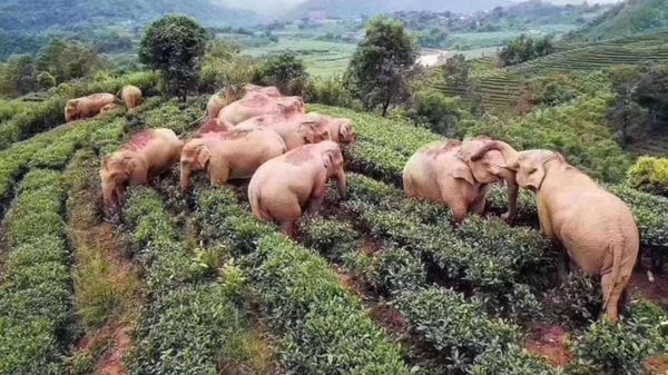 Слоны тайком выпили 30 л вина, и фото, чем закончилось их веселье в деревне, покорило Сеть