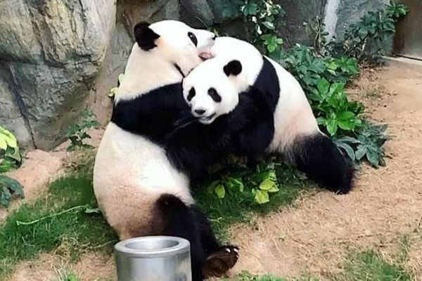 Зоопарк Гонконга закрыли для посетителей, и панды спарились впервые за девять лет