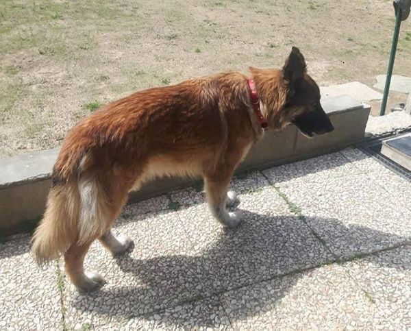 Собака сбежала из дома и нашла ту самую больницу, где её хозяин умирал от CoViD-19