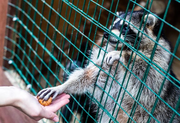 Контактные зоопарки могут запретить посетителям трогать животных
