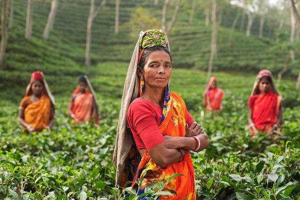На самоизоляции и без чая. В Индии возникли проблемы со сбором урожая
