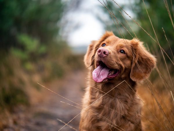 Как понять, что собака вас любит: 11 главных признаков по версии ветеринаров