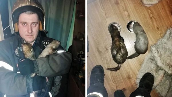 В Москве спасли из горящей квартиры двух хорьков