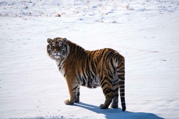 В Приморье неизвестные убили амурского тигра