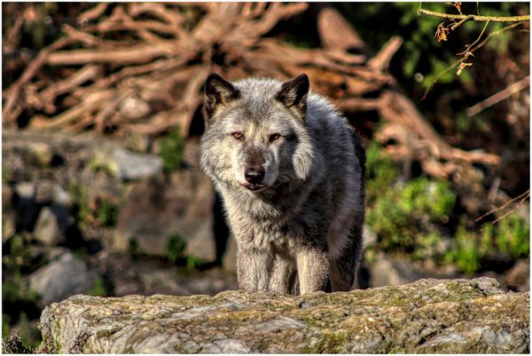 В Смоленской области бешеная волчица покусала трёх человек