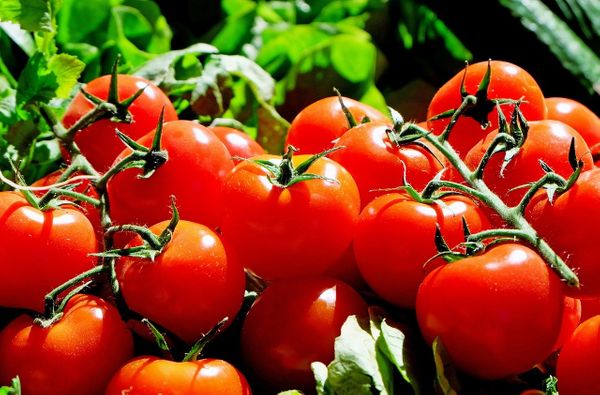 Плодоовощной союз просит Минсельхоз временно запретить импорт томатов