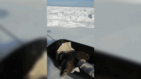 Сахалинские рыбаки спасли тюленёнка, потерявшего маму — видео