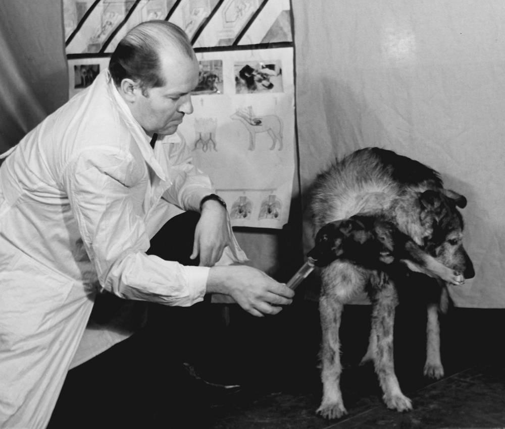 Владимир Петрович Демихов около собаки с подсаженной головой. Фото © П. Хоренко и Юзефа Мосенжника