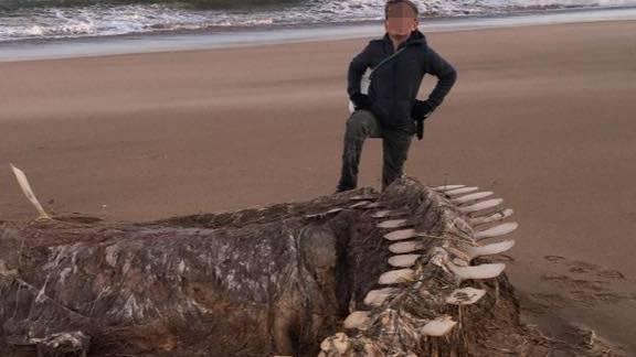 После шторма в Шотландии на берег вынесло огромный скелет, и в Сети не могут понять, кому он принадлежит
