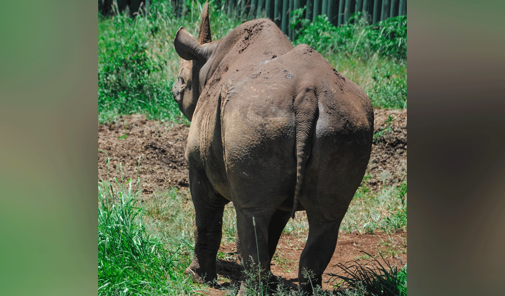 Фото © Facebook / Ngorongoro Conservation Area Authority
