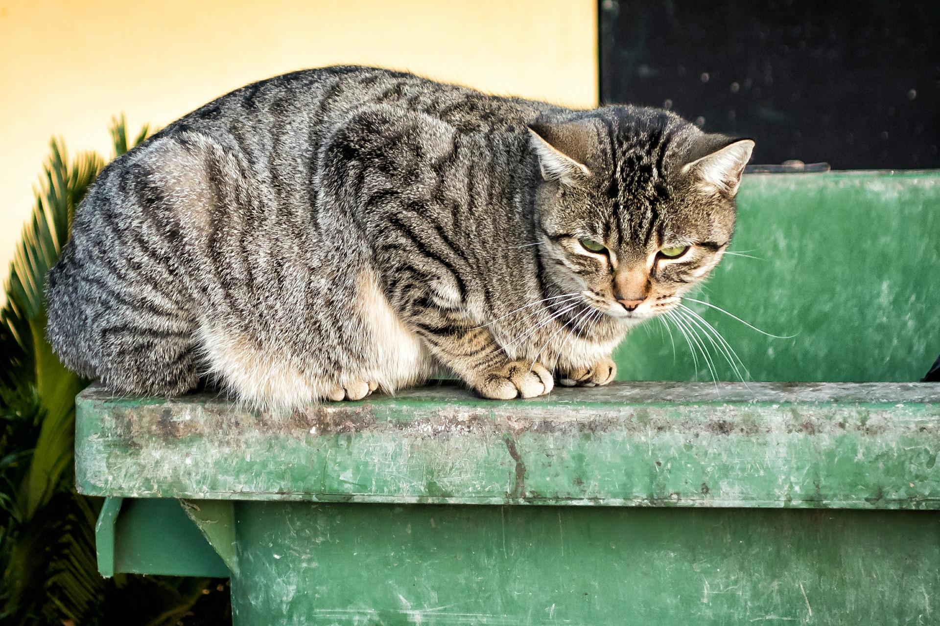 На курортах Кавминвод стали голодать кошки, которых кормили туристы