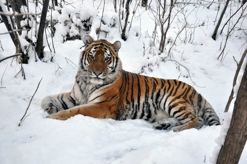 Фото © Центр "Амурский тигр" / Виктор Алеветдинов
