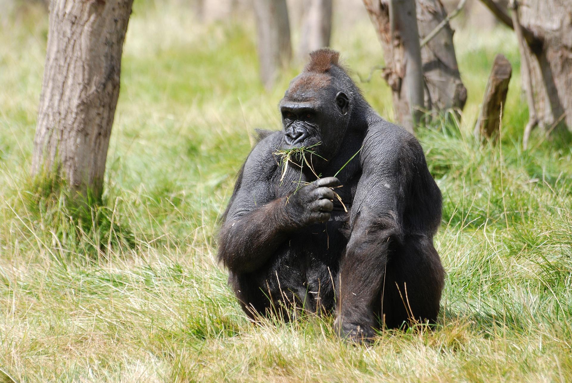 Учёные предупредили о смертельной опасности коронавируса для горилл