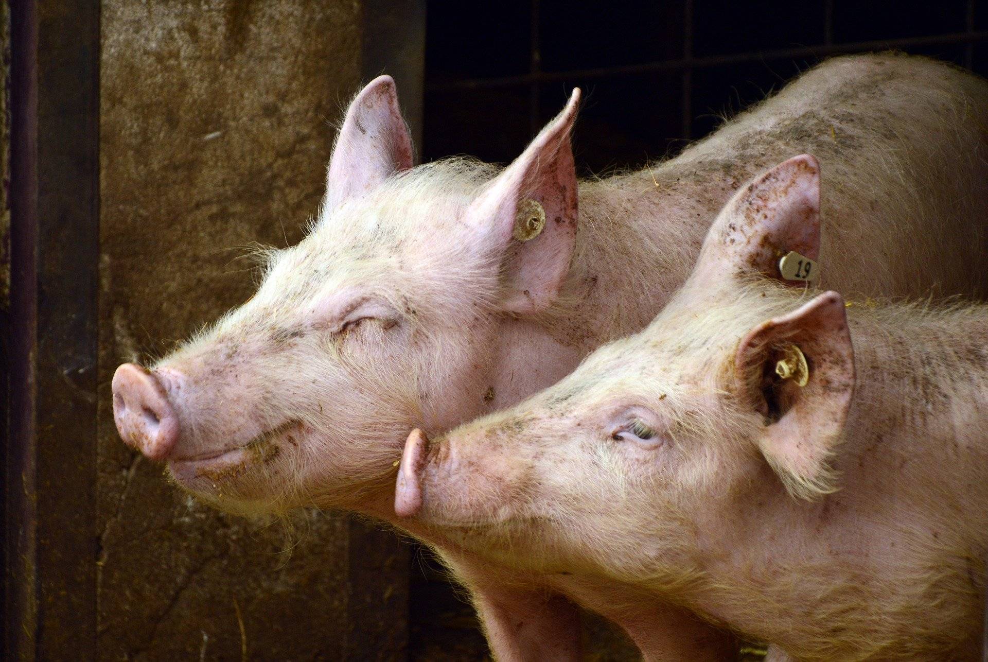 В Кирове при пожаре на агроферме сгорело более ста свиней