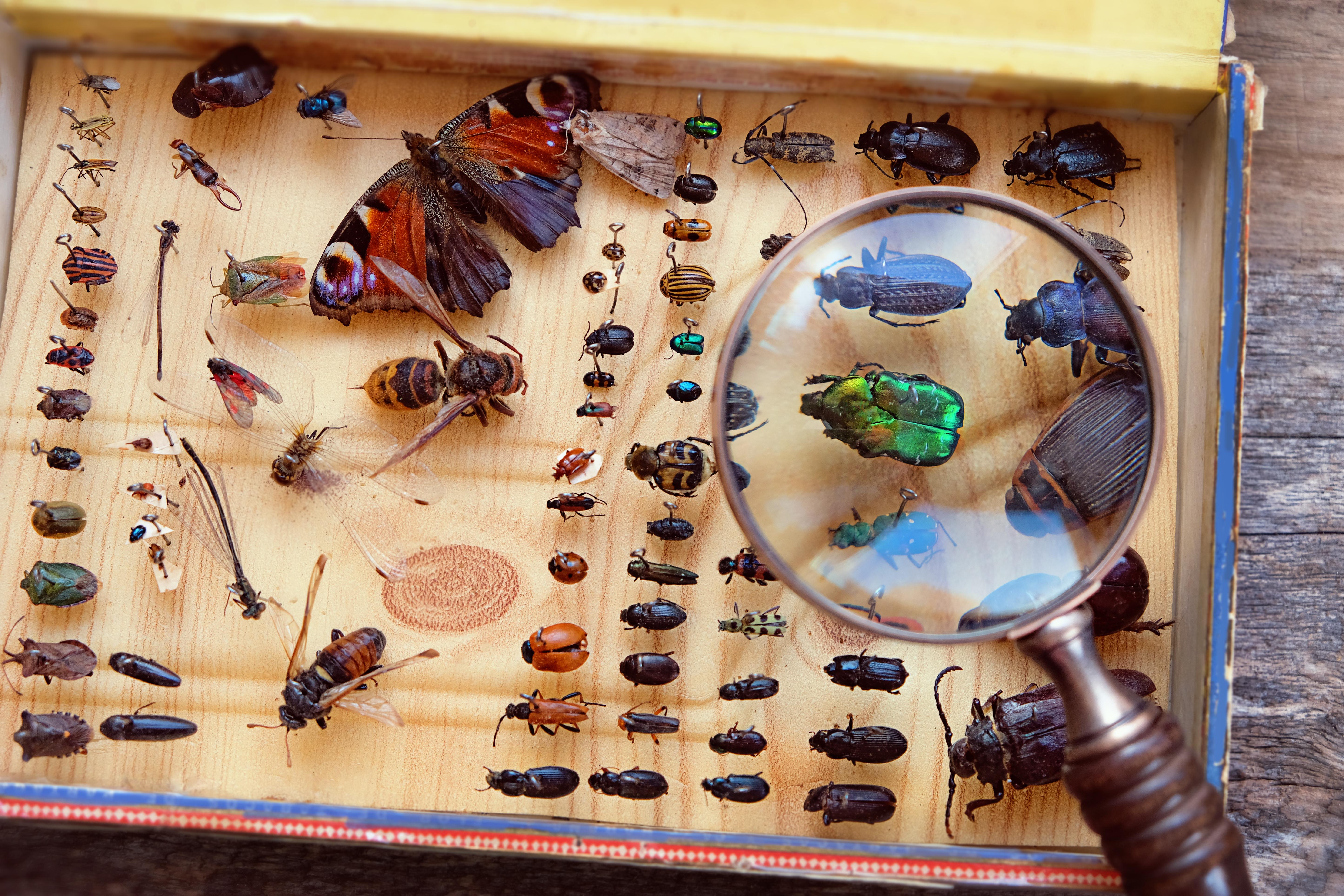 Какие среды освоили жуки. Коллекция энтомологическая "насекомые вредители". Энтомологическая коллекция Жуков. Энтомология жуки. Жук веероус энтомологический.